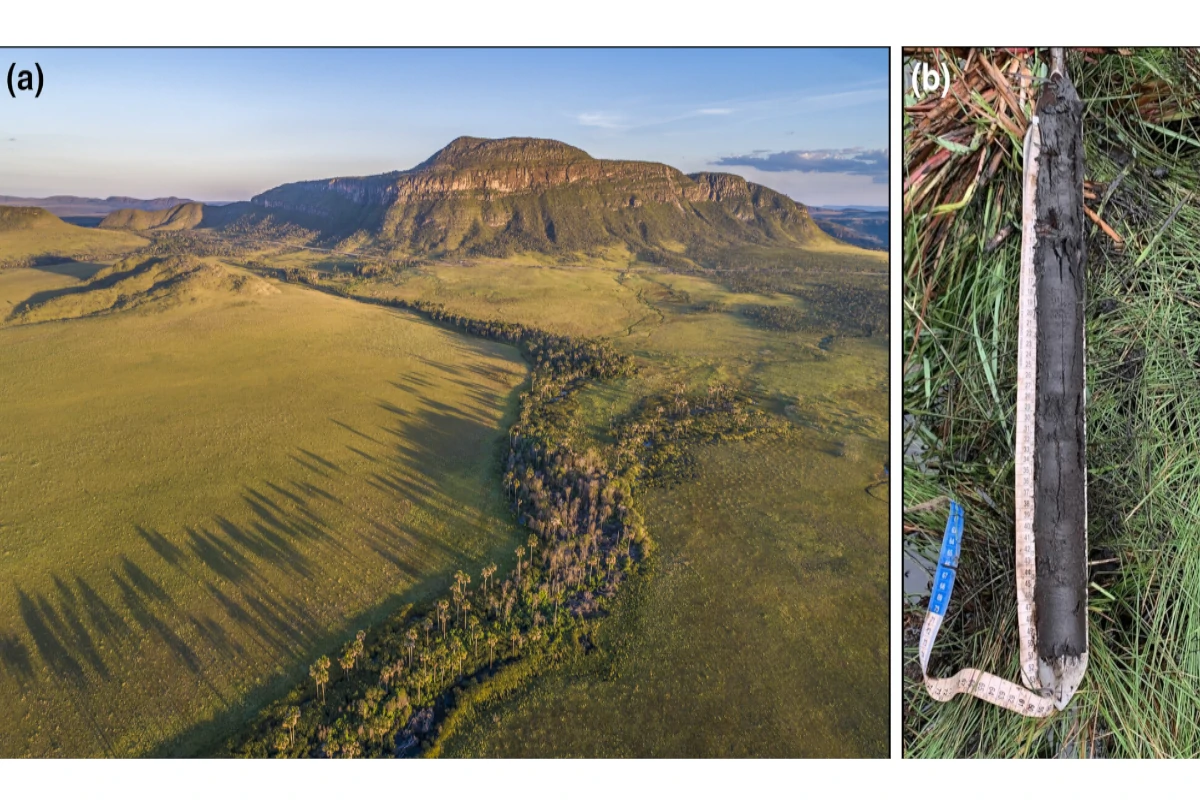 áreas úmidas cerrado