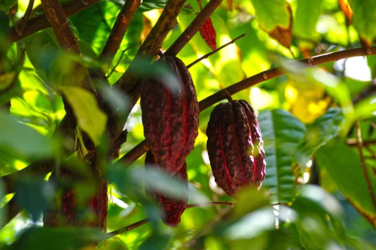 crise climática cacau chocolates páscoa