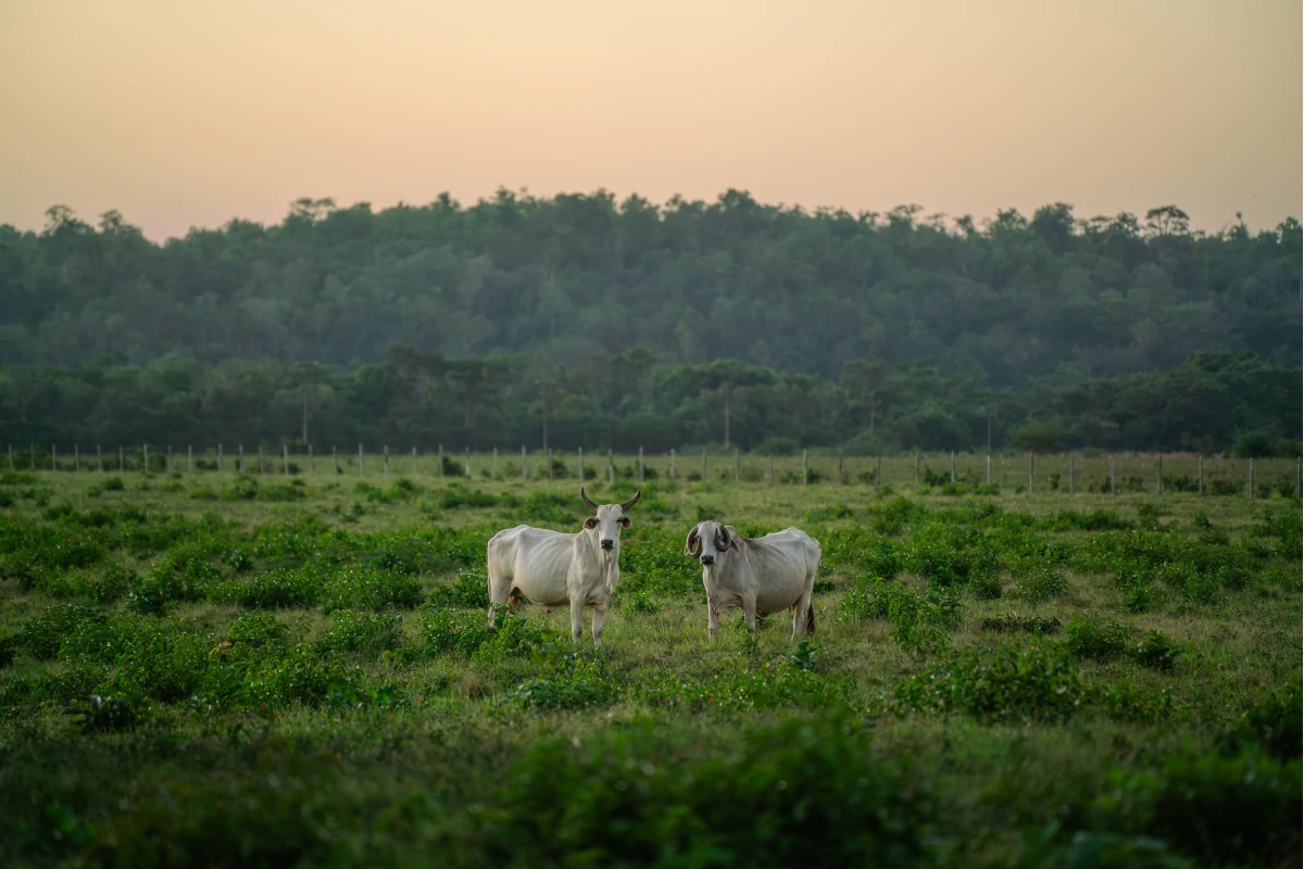 agro