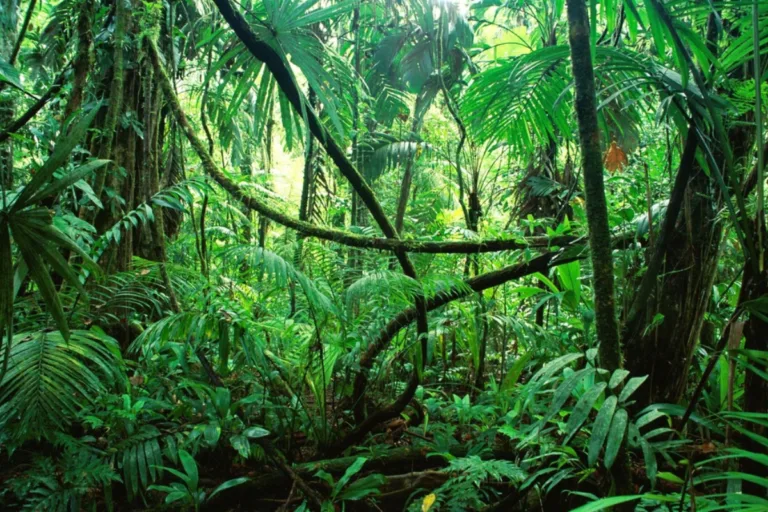 florestas tropicais brasil
