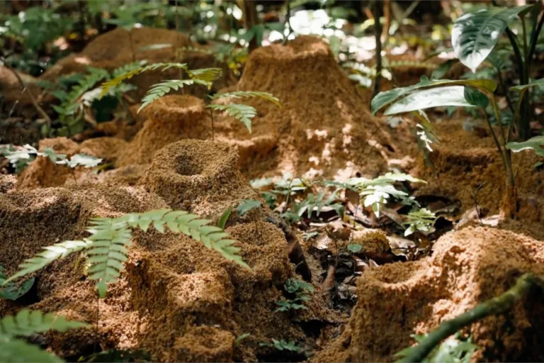 belo monte seca formigas cortadeiras