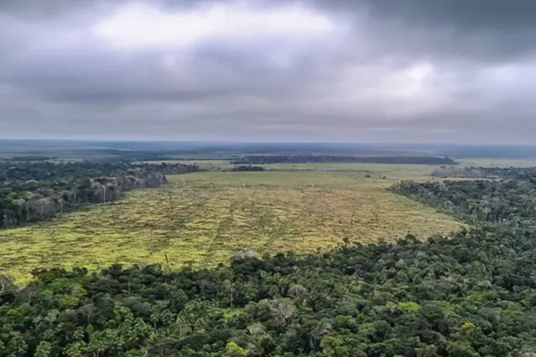 mapbiomas vegetação nativa