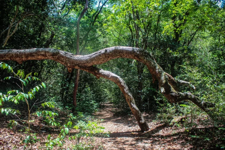 mata atlântica desmatamento