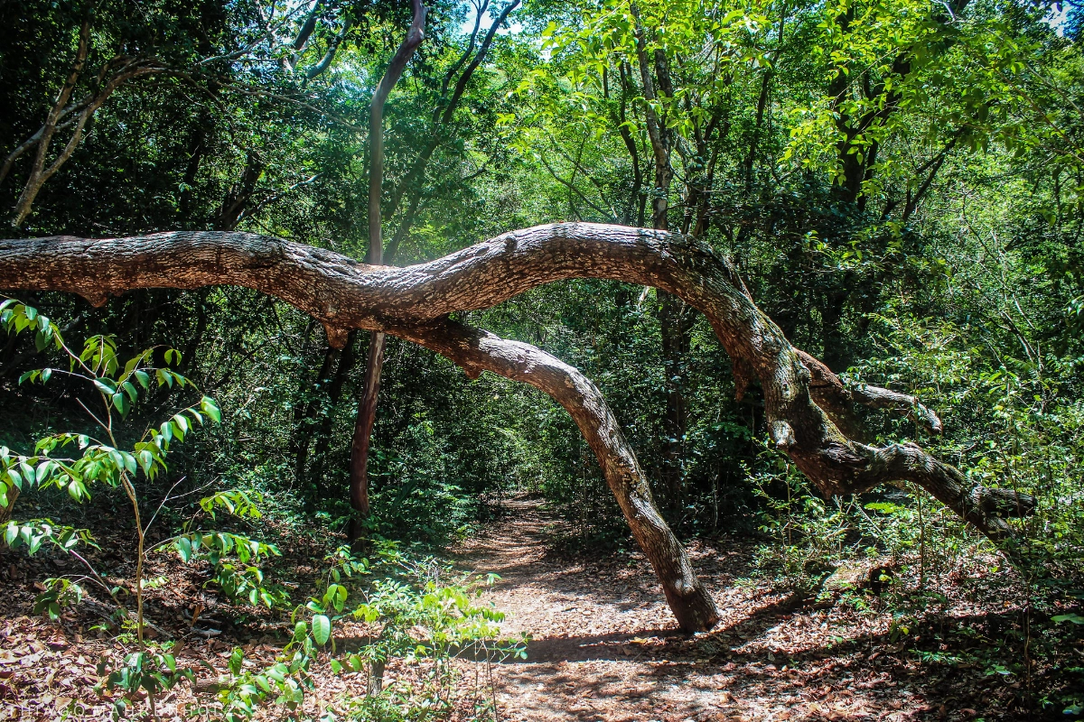 mata atlântica desmatamento