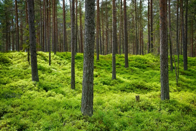 projetos baixo carbono restauração florestal
